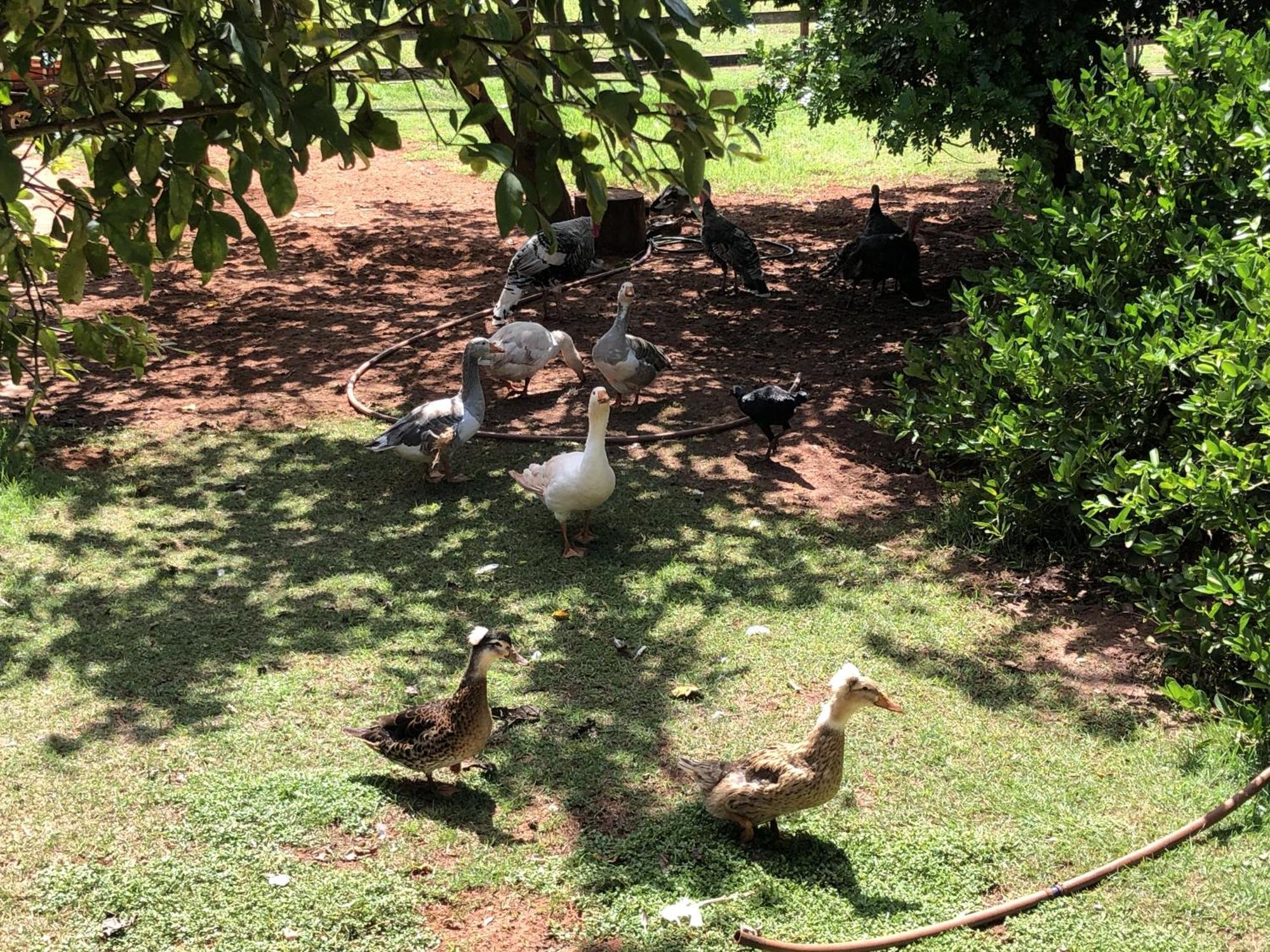 Hotel Fazenda Recanto Do Sossego Vila Glória Eksteriør billede